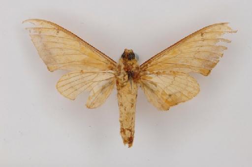 Pseudoclanis occidentalis Rothschild & Jordan, 1903 - Pseudoclanis occidentalis 270051 ventral