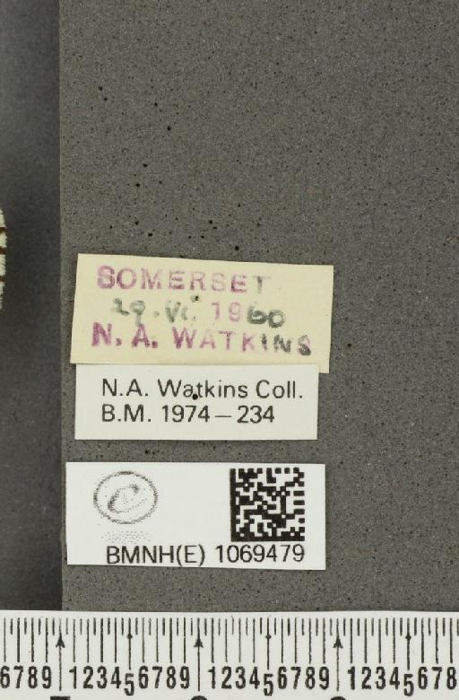 Melanargia galathea serena ab. valentini Williams, 1951 - BMNHE_1069479_label_35338