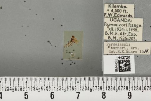 Ceratitis (Ceratalaspis) turneri (Munro, 1937) - BMNHE_1443720_43828