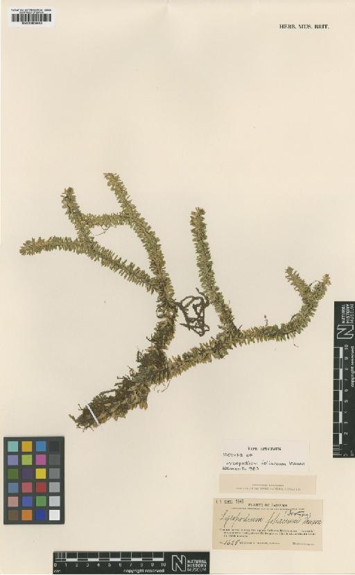 Lycopodium foliaceum Maxon - BM000936443