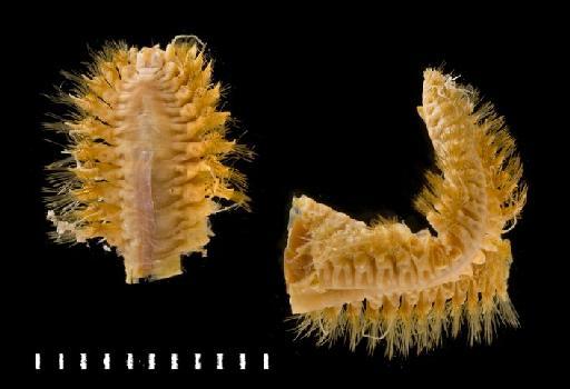 Eunoa abyssorum McIntosh, 1885 - Polychaete type specimen 1885.12.1.50 dorsal