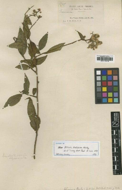 Vernonia boliviana Britton - BM001009145