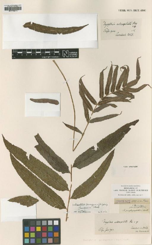 Pronephrium penangianum (Hook.) Holttum - BM001044776