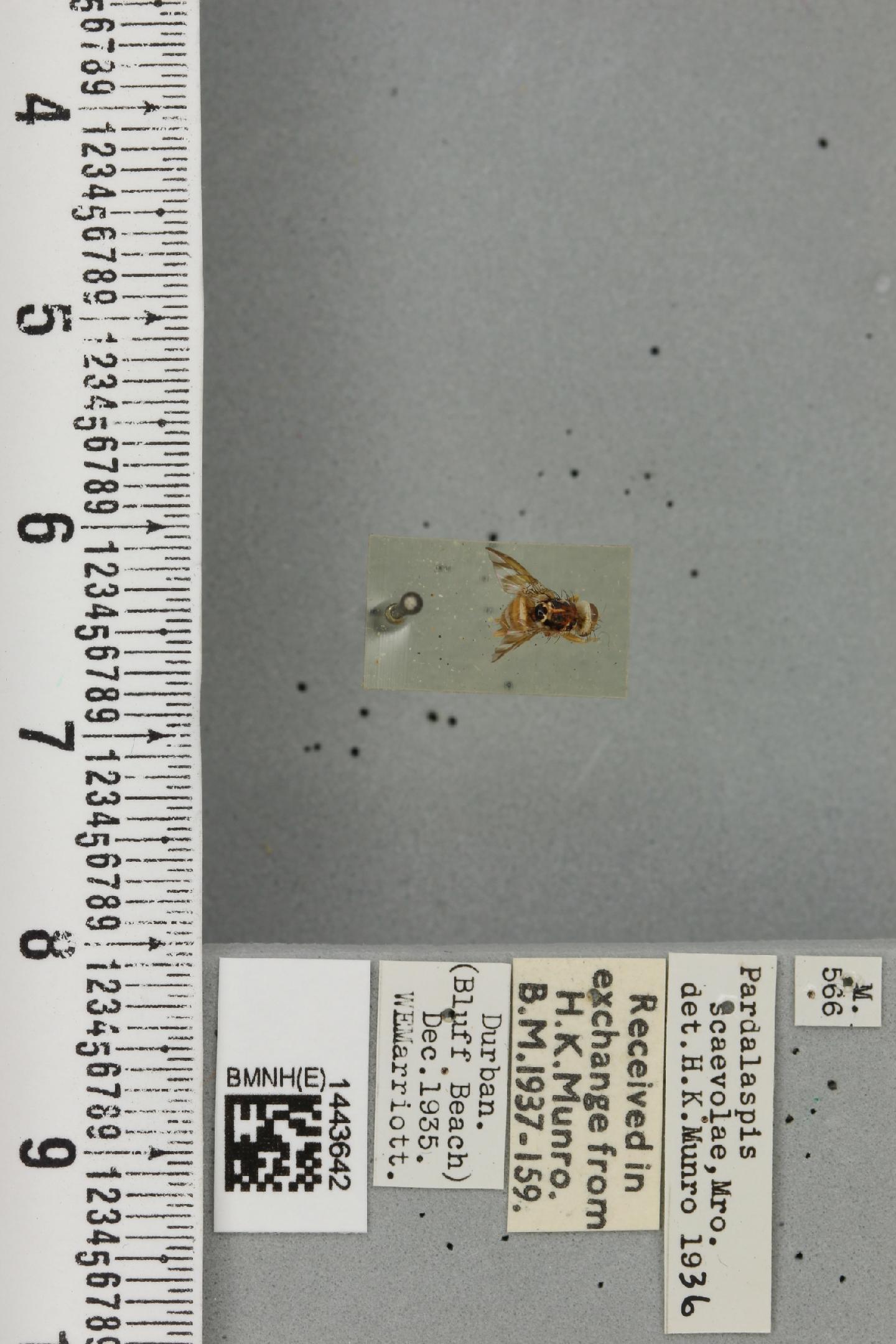 Ceratitis scaevolae