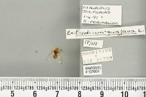 Bactrocera (Bactrocera) zonata (Saunders, 1842) - BMNHE_525003_30385