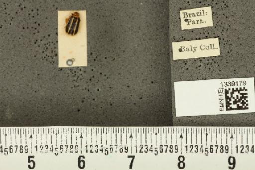 Acalymma bivittulum amazonum Bechyné, 1958 - BMNHE_1339179_20529