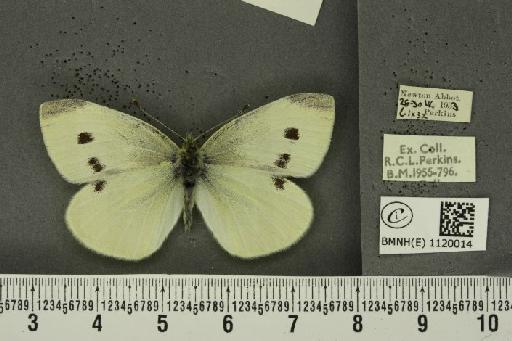 Pieris rapae rapae (Linnaeus, 1758) - BMNHE_1120014_75513
