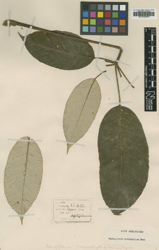 Heptapleurum macrophyllum Dunn - BM000944867