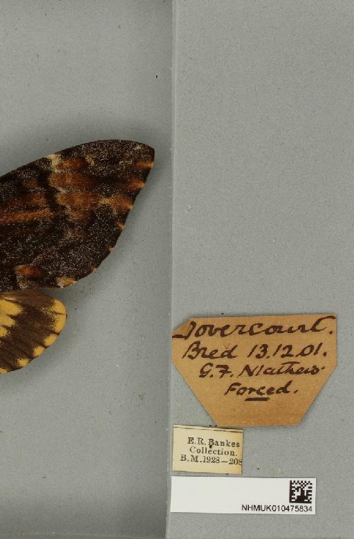 Acherontia atropos ab. extensa Tutt, 1904 - NHMUK_010475834_label_527277