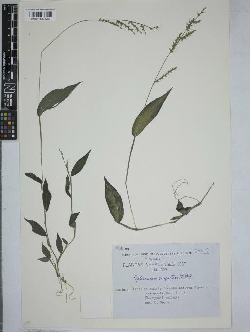 Oplismenus compositus (L.) P.Beauv. - 012547822