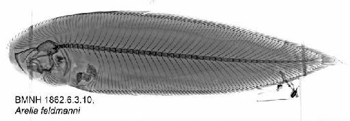 Cynoglossus feldmanni (Bleeker, 1853) - BMNH 1862.6.3.10, Arelia feldmanni, Raidograph