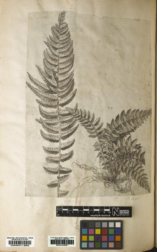 Polypodium echinatum J.F.Gmel. - BM001046657