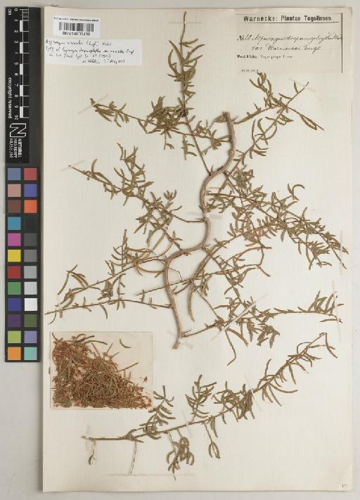 Asparagus warneckei (Engl.) Hutch. - BM014605438