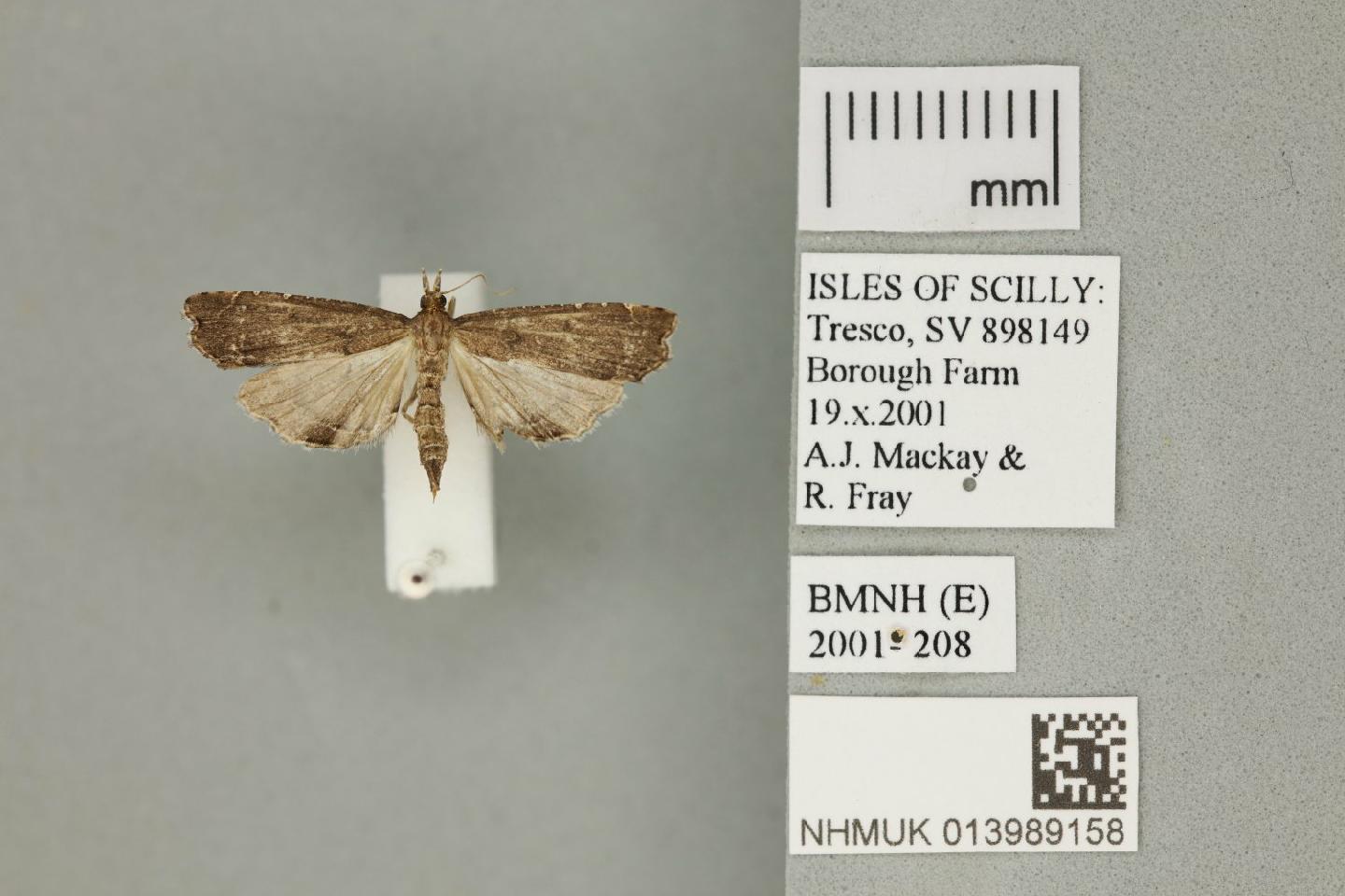 To NHMUK collection (Diplopseustis perieresalis Walker, 1859; NHMUK:ecatalogue:8999093)