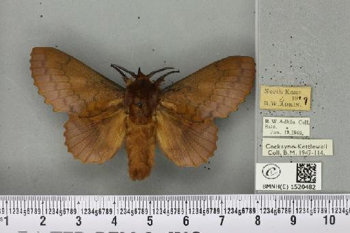 Gastropacha quercifolia (Linnaeus, 1758) - BMNHE_1520482_198289