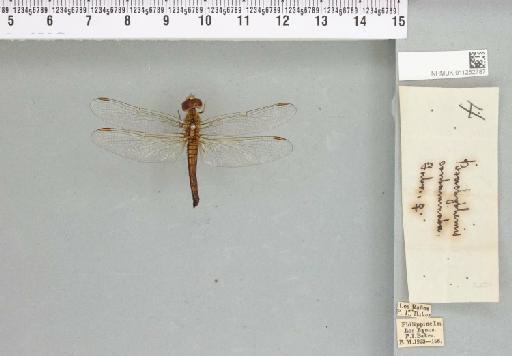 Brachythemis contaminata (Fabricius, 1793) - 011252787_803659_1253367_2