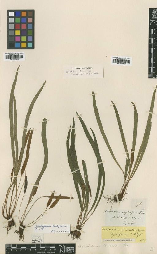 Elaphoglossum brachyneuron (Fée) J.Sm. - BM000937997