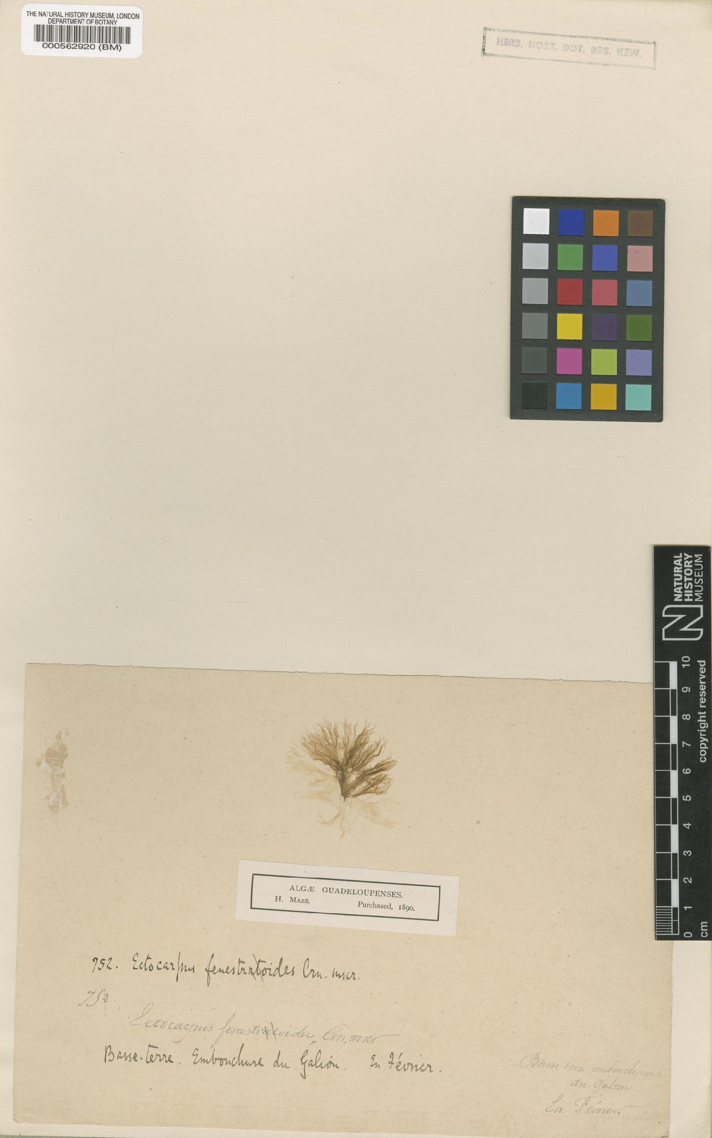 To NHMUK collection (Ectocarpus fenestroides H.Crouan & P.Crouan; TYPE; NHMUK:ecatalogue:4722429)