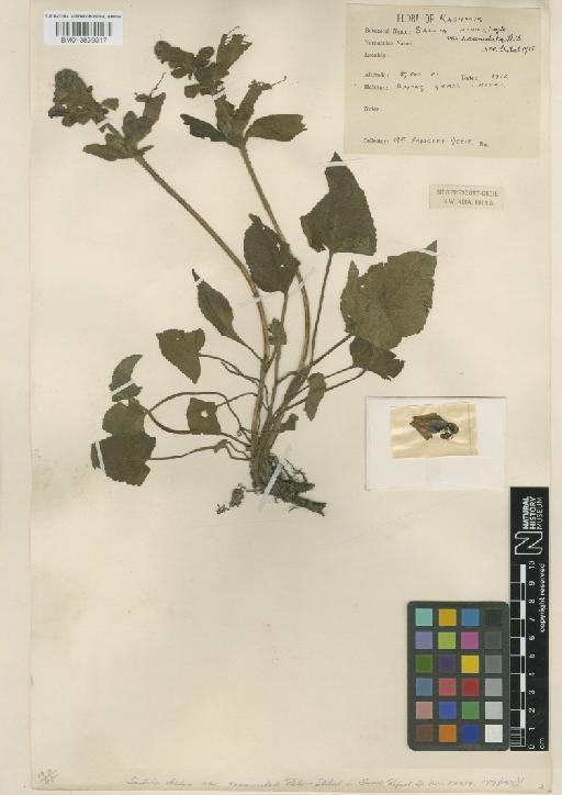 Salvia hians var. exannulta - BM013839317