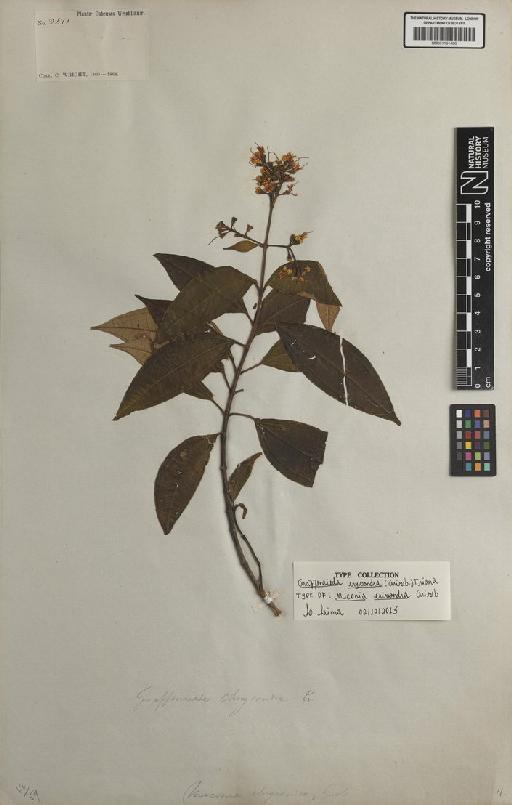 Graffenrieda chrysandra (Griseb.) Triana - BM001191488