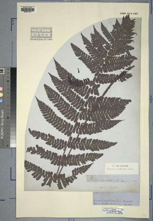 Megalastrum platylobum (Baker) A.R.Sm. & R.C.Moran - Spruce - BM000777145