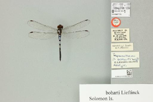 Tapeinothemis boharti Lieftinck, 1950 - 013322864_dorsal