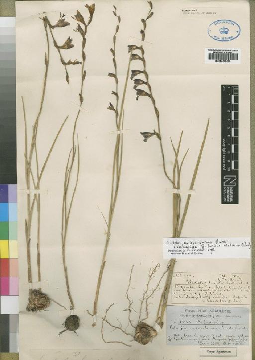 Gladiolus atropurpureus Baker - BM000922025