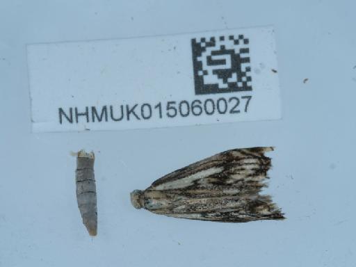 Catoptria falsella (Denis & Schiffermüller, 1775) - 015060027_1