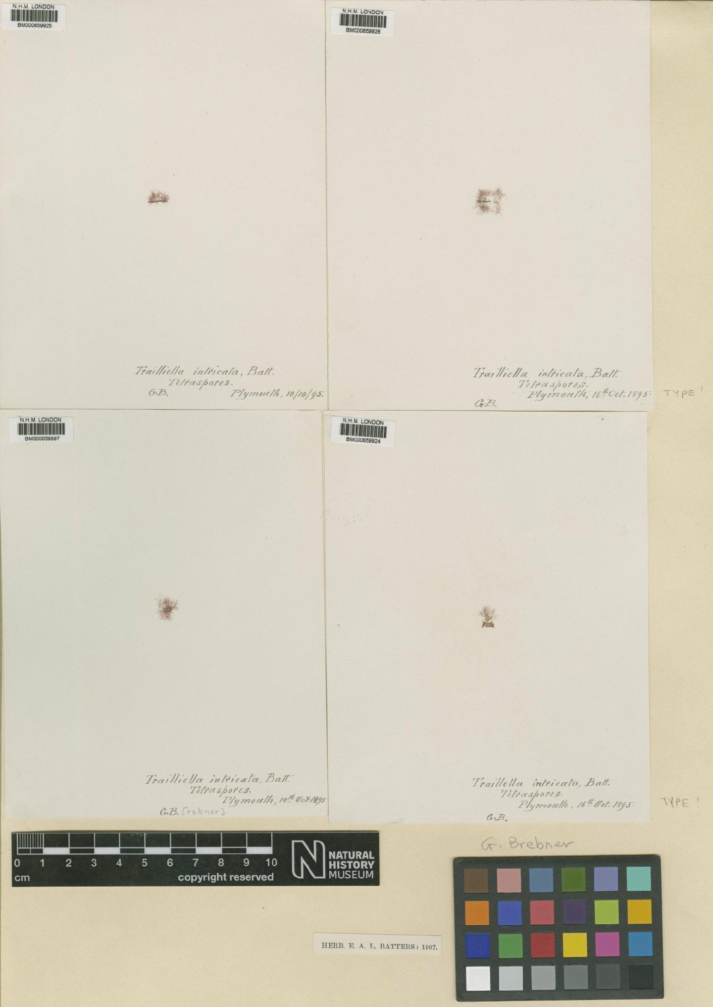 To NHMUK collection (Bonnemaisonia hamifera Har.; Type; NHMUK:ecatalogue:4859605)