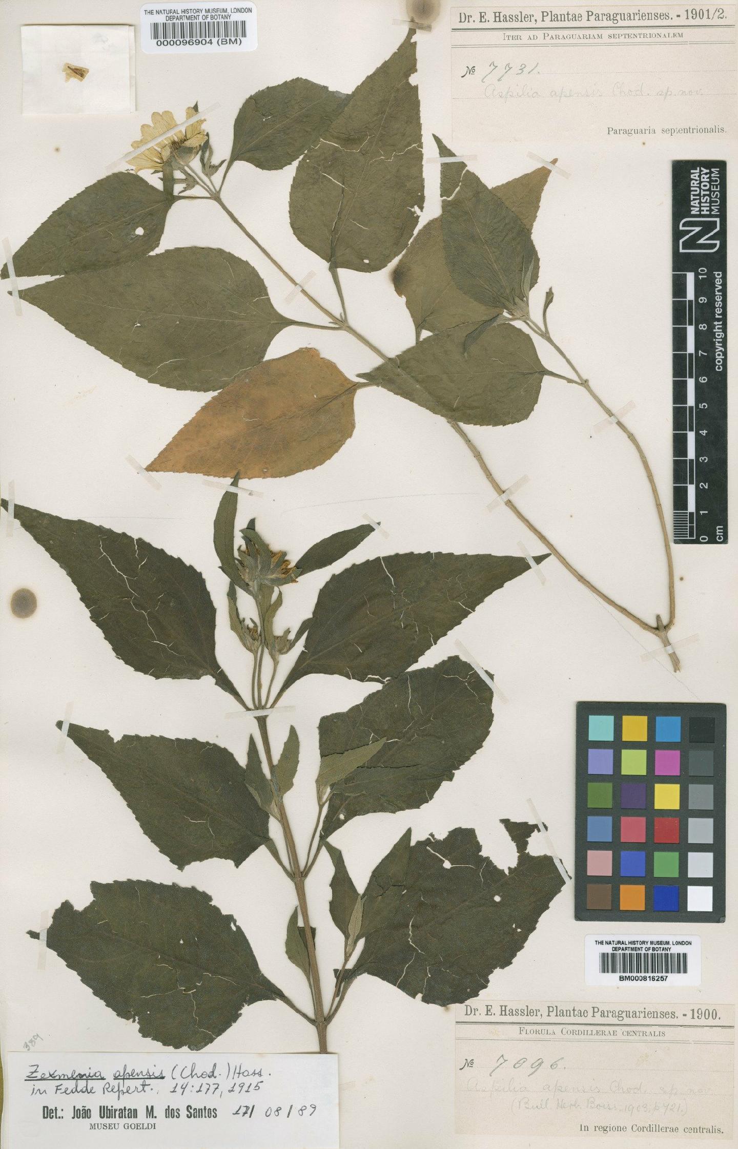 To NHMUK collection (Aspilia apensis Chodat; Type; NHMUK:ecatalogue:4567690)
