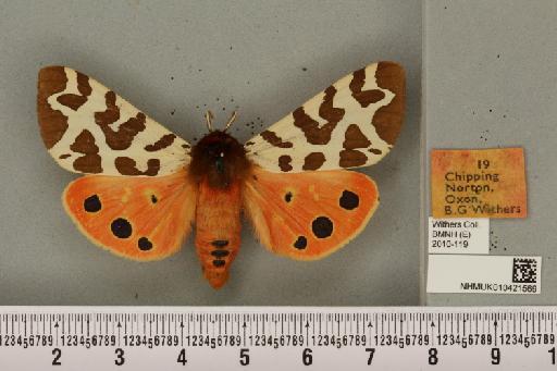 Arctia caja (Linnaeus, 1758) - NHMUK_010421569_533198