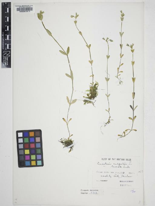 Cerastium fontanum Baumg. - 000618710