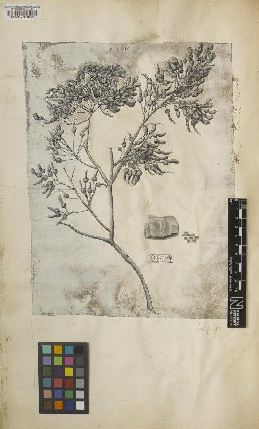 Erythrina piscipula L. - BM000593785