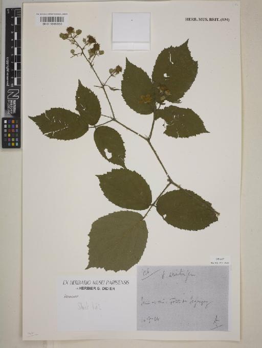 Rubus L. - BM013865860