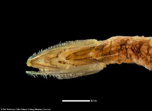 Photonectes dinema Regan & Trewavas, 1930 - BMNH 1929.7.6.170, SYNTYPE, Photonectes dinema, ventral