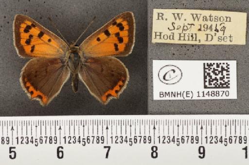 Lycaena phlaeas eleus (Fabricius, 1798) - BMNHE_1148870_109694