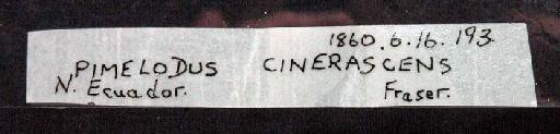 Pimelodus cinerascens Günther, 1860 - 1860.6.16.193; Pimelodus cinerascens; image of jar label; ACSI project image