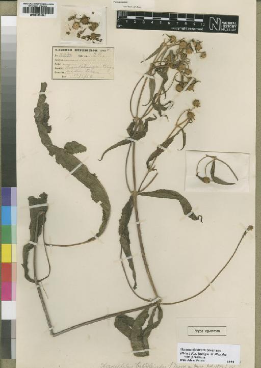 Haumaniastrum praealtum var. praealtum (Briq) P.A.Duvign. & Plancke - BM000910042