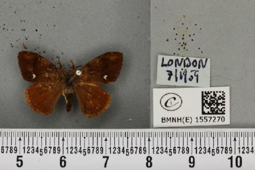 Orgyia antiqua (Linnaeus, 1758) - BMNHE_1557270_256741