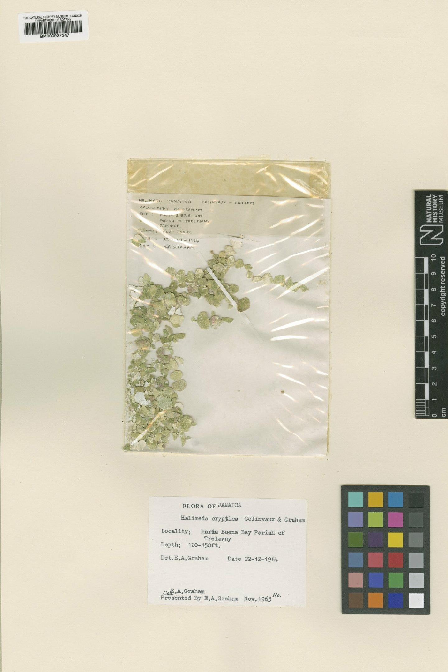To NHMUK collection (Halimeda cryptica Colinvaux & Graham; Type; NHMUK:ecatalogue:479720)