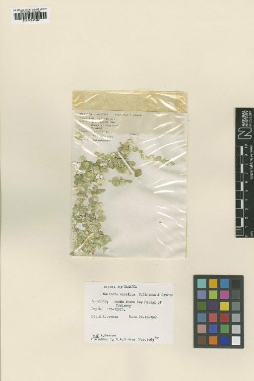 Halimeda cryptica Colinvaux & Graham - BM000937347