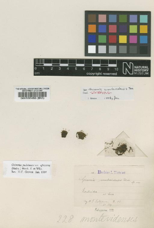 Grimmia pulvinata var. africana (Hedw.) Hook.f. & Wilson - BM000535483_a