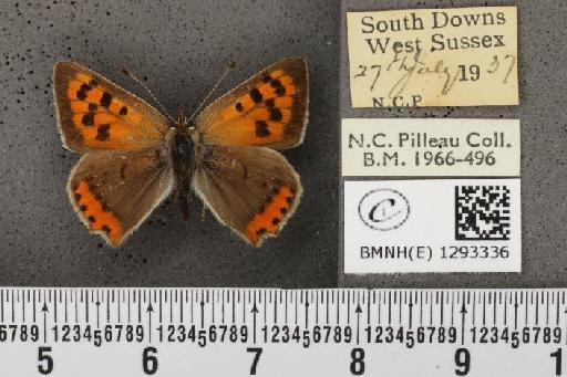 Lycaena phlaeas eleus (Fabricius, 1798) - BMNHE_1293336_130624