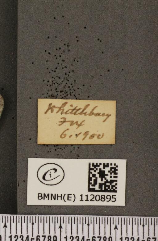 Leptidea sinapis sinapis Linnaeus, 1758 - BMNHE_1120895_label_74671