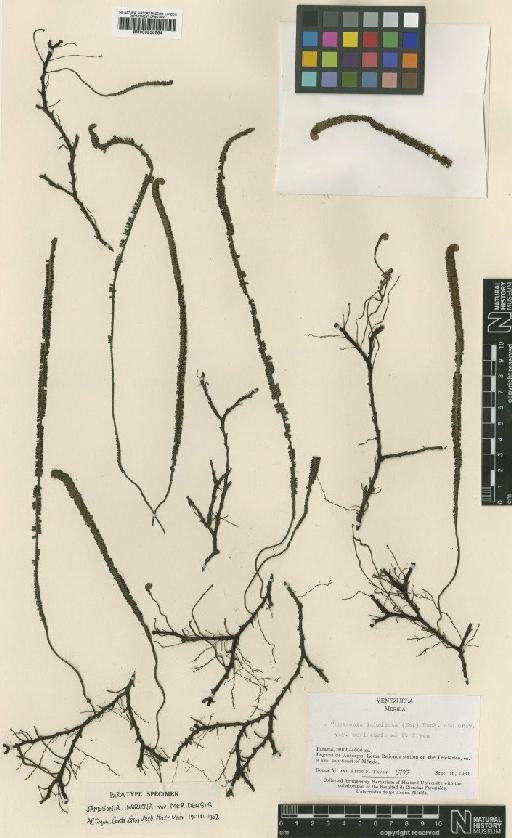 Jamesonia imbricata var. meridensis A.F.Tryon - BM000936664