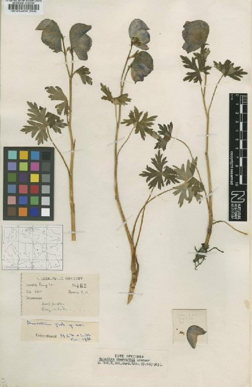 Aconitum sherriffii Lauener - BM000514439