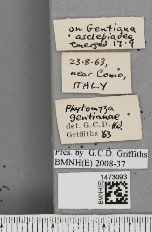 Chromatomyia gentianae (Hendel, 1920) - BMNHE_1473093_label_48367