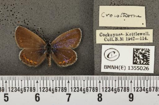 Plebejus argus argus - BMNHE_1355026_a_152957