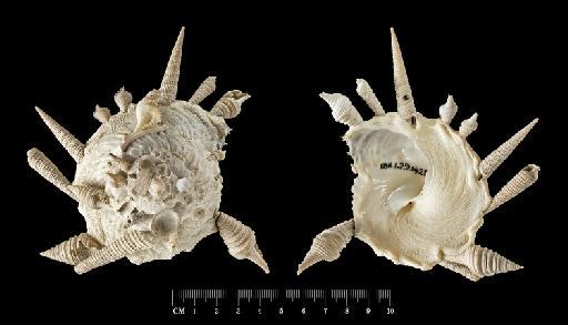 Xenophora pallidula (Reeve, 1842) - 1887.2.9.1428