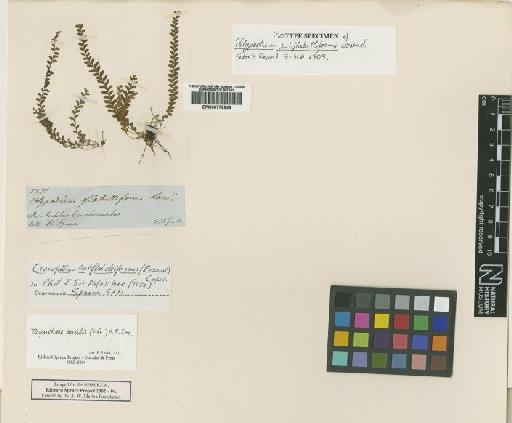 Ctenopteris subflabelliforme (Rosenst.) Copel. - BM000776948